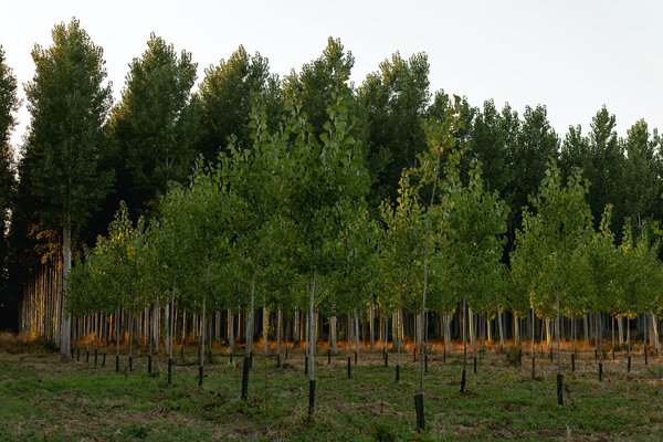 Quelle est la méthode la plus efficace pour la régénération des forêts après les incendies de grande ampleur ?